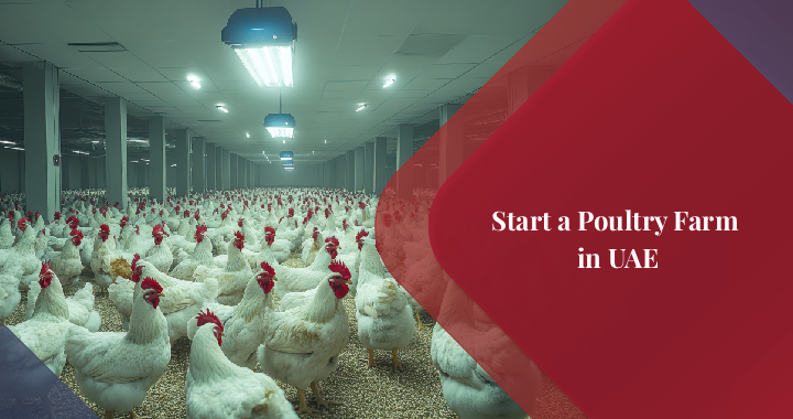 How to Start a Poultry Farm in the UAE