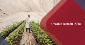 Organic Farm in Dubai